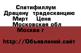 Спатифиллум, , Драцену, традесканцию, Мирт, › Цена ­ 400 - Московская обл., Москва г.  »    